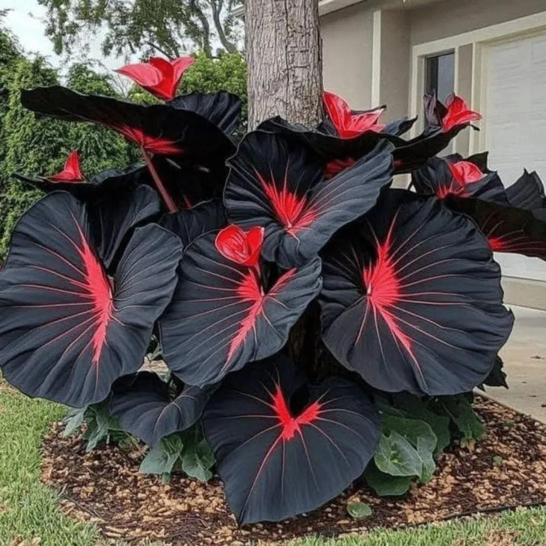Black Hosta Seeds + Plant Growth Serum Free