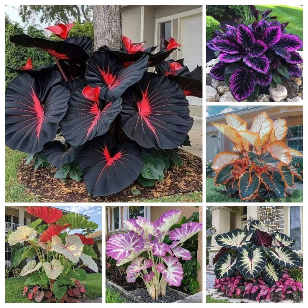 Black Hosta Seeds + Plant Growth Serum Free